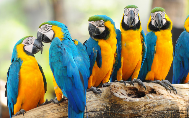 Colorful parrots group tree branch free wallpaper for desktop - medium preview image