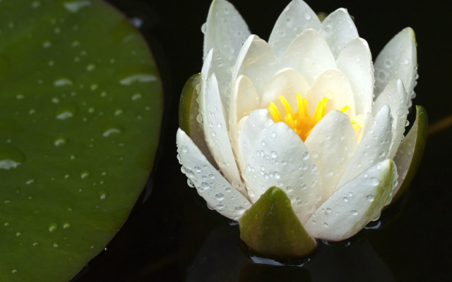 White water lily yellow center #4 free wallpaper for desktop - medium preview image