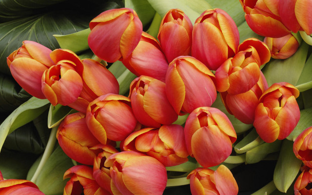 Red flowers green leaves green free wallpaper for desktop - medium preview image