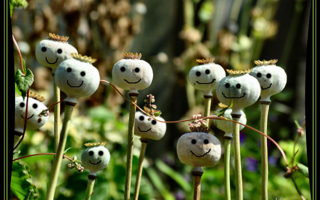 Plants faces garden surrealist 3d free wallpaper for desktop - medium preview image