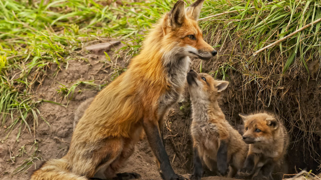 Mother fox two cubs dirt free wallpaper for desktop - medium preview image