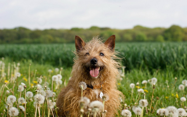 Dog dandelion field outdoor christmas free wallpaper for desktop - medium preview image