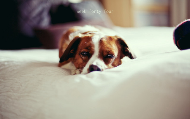 Dog bed person blurry photorealistic free wallpaper for desktop - medium preview image