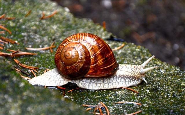 Snail mossy ground ecological fibonacci free wallpaper for desktop - medium preview image