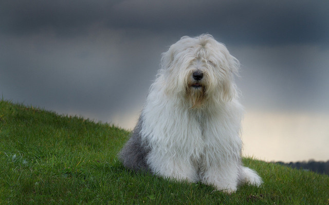 Shaggy white dog green field free wallpaper for desktop - medium preview image