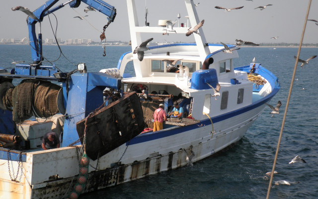 Boat birds man camera ecological free wallpaper for desktop - medium preview image
