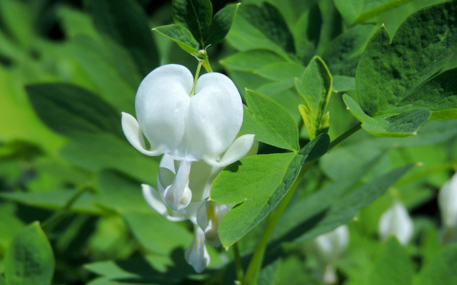 White flower green leaves blue #2 free wallpaper for desktop - medium preview image