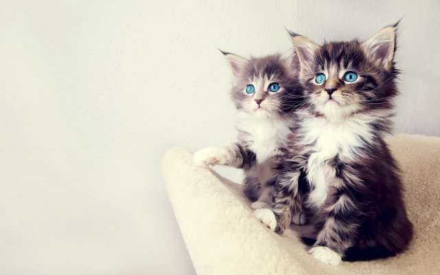 Kittens cat bed blue eyes free wallpaper for desktop - medium preview image