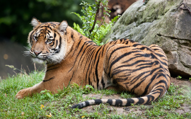 Sumatran tiger rock grass stream free wallpaper for desktop - medium preview image