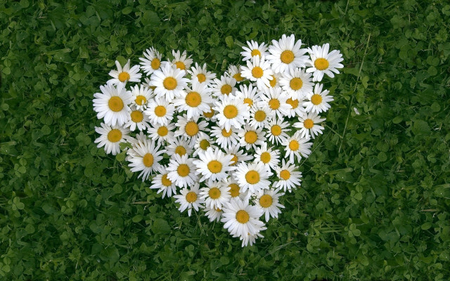 Heart daisies field leaves bouquet free wallpaper for desktop - medium preview image