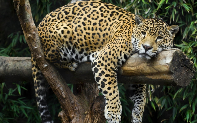 Leopard sitting on branch resting free wallpaper for desktop - medium preview image
