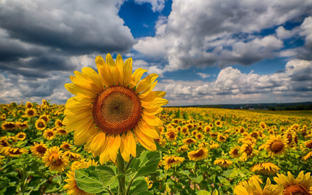 Sunflower field cloudy sky bouquet #2 free wallpaper for desktop - medium preview image