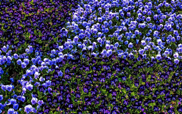 Blue purple flower field bouquet free wallpaper for desktop - medium preview image