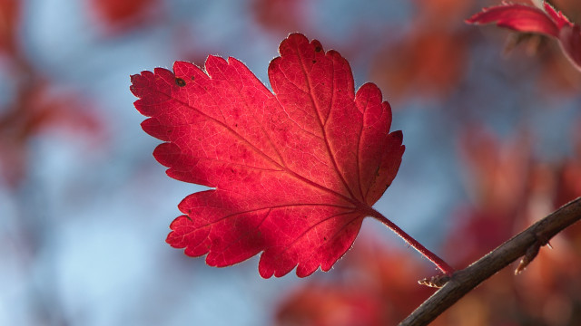 Red leaf branch blue sky #2 free wallpaper for desktop - medium preview image