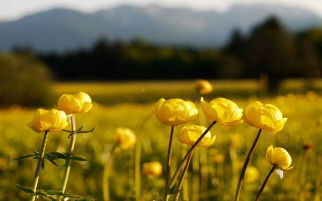 Yellow sunflowers mountains blurry background free wallpaper for desktop - medium preview image
