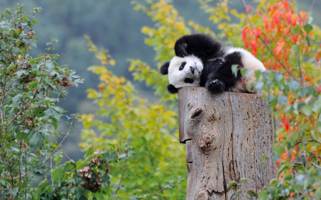 Panda sitting wooden post autumn free wallpaper for desktop - medium preview image