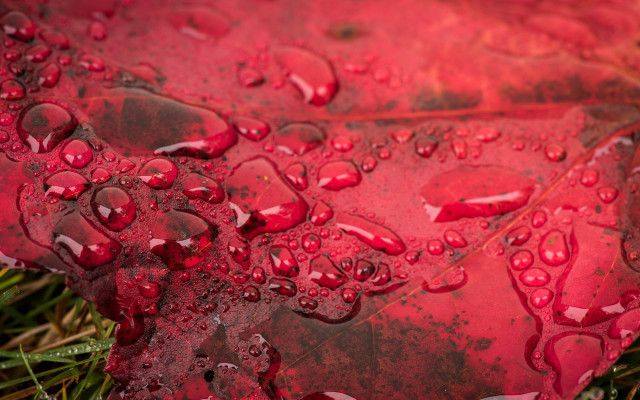 Red leaf water drops macro #3 free wallpaper for desktop - medium preview image