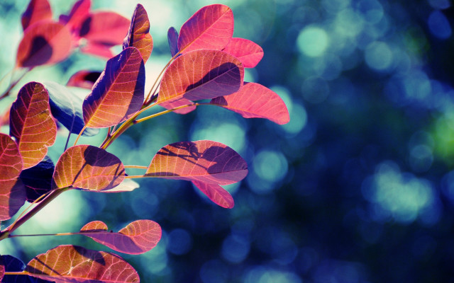 Red leaves branch bokeh green free wallpaper for desktop - medium preview image