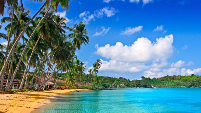 Beach palm trees blue ocean #3 free wallpaper for desktop - medium preview image