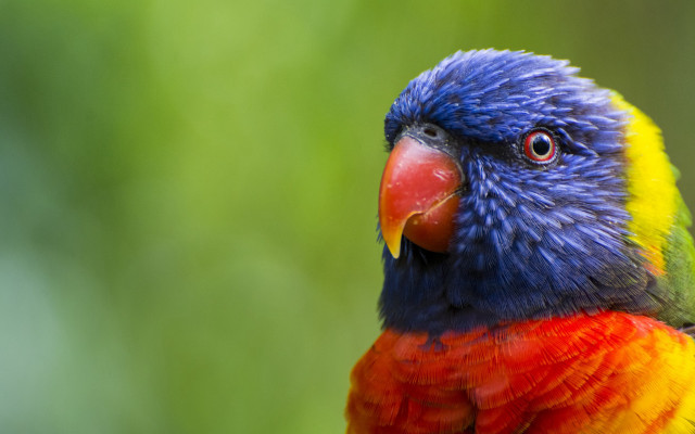 Colorful bird red yellow blue free wallpaper for desktop - medium preview image