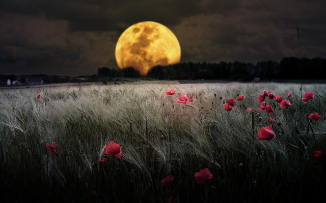 Full moon over flower field free wallpaper for desktop - medium preview image