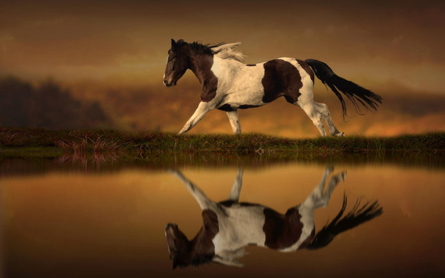 Horse lake sunset reflection photorealistic free wallpaper for desktop - medium preview image