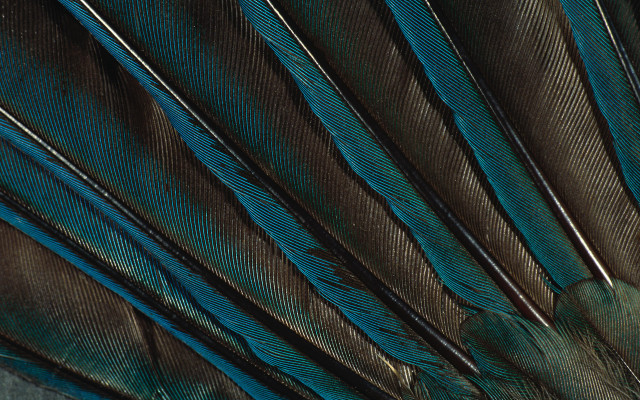 Peacock feathers blue brown black free wallpaper for desktop - medium preview image