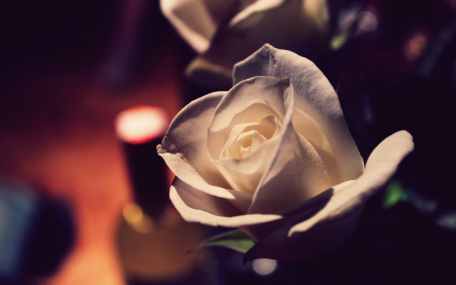 White rose vase candles bokeh free wallpaper for desktop - medium preview image