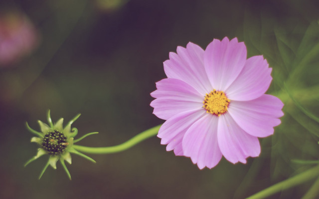 Pink flower yellow center green #17 free wallpaper for desktop - medium preview image