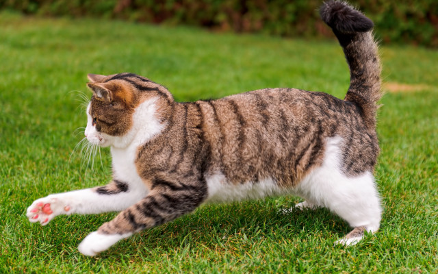 Cat frisbee playing grass bush free wallpaper for desktop - medium preview image