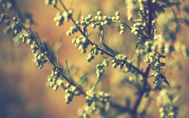 White flowered plant autumn bokeh free wallpaper for desktop - medium preview image