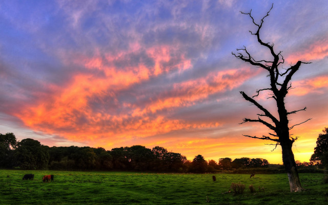 Tree field sunset clouds cows free wallpaper for desktop - medium preview image