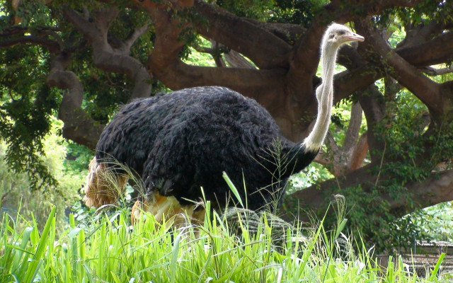 Ostrich tallgrass tree bench nature free wallpaper for desktop - medium preview image