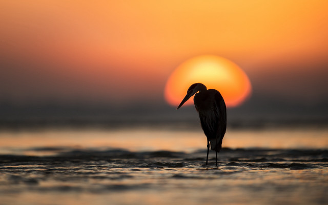 Bird sunset water silhouette beach free wallpaper for desktop - medium preview image
