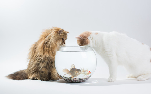 Cat dog fish bowl gradient free wallpaper for desktop - medium preview image