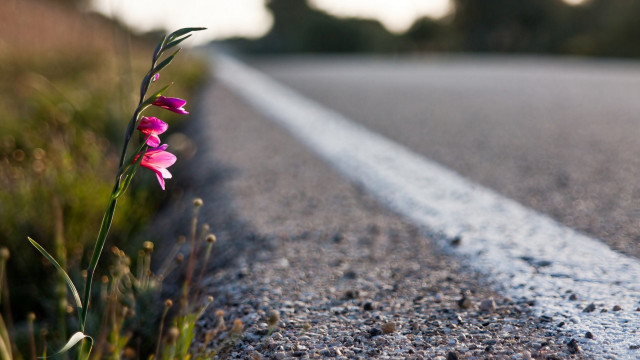 Flower road side ecological water free wallpaper for desktop - medium preview image