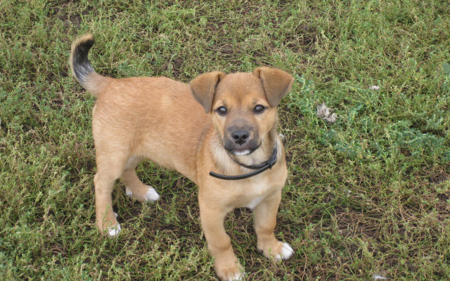 Small brown dog green field free wallpaper for desktop - medium preview image
