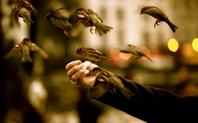 Person holding bird flying away #3 free wallpaper for desktop - medium preview image