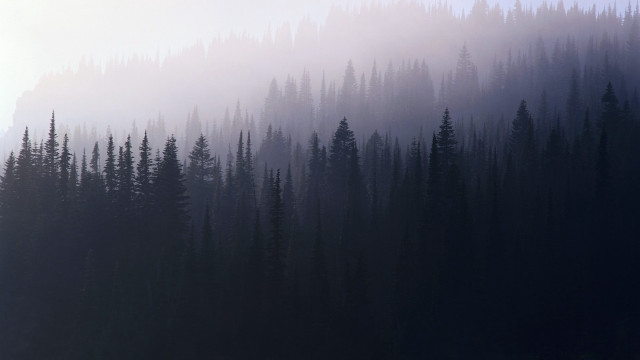 Forest foggy sky birds matte free wallpaper for desktop - medium preview image