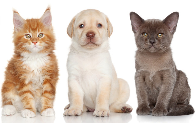 Three cats dog white background free wallpaper for desktop - medium preview image