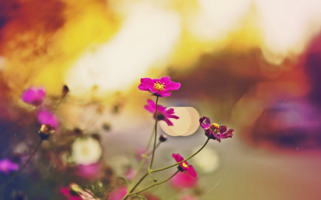 Flowers grass road car blurry free wallpaper for desktop - medium preview image