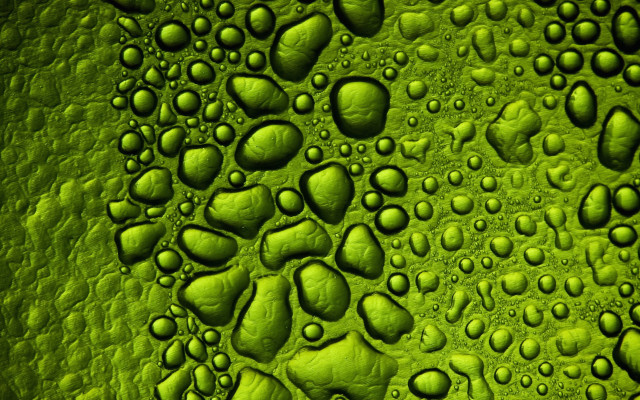 Green water drops macro bush free wallpaper for desktop - medium preview image