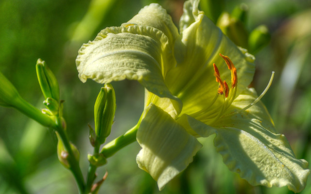 Yellow flower green stem macro free wallpaper for desktop - medium preview image