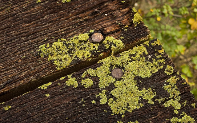 Wooden bench moss forest autumn free wallpaper for desktop - medium preview image