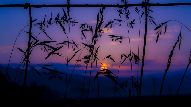 Sunset tallgrass fence backlight berndfasching free wallpaper for desktop - medium preview image
