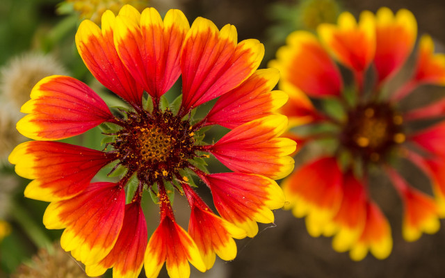 Colorful flower macro blurry background free wallpaper for desktop - medium preview image