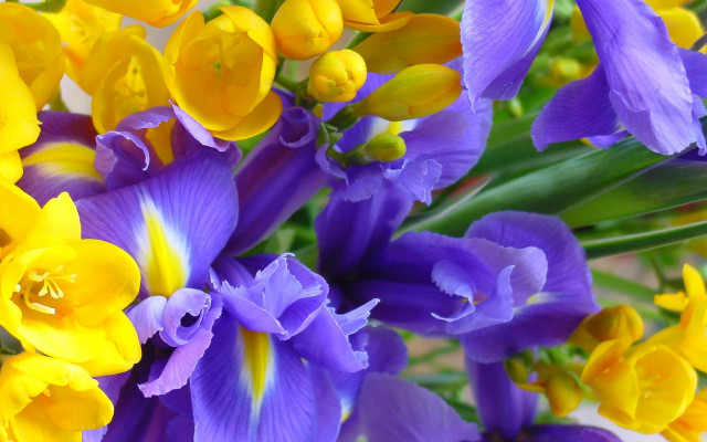 Purple yellow flower vase water free wallpaper for desktop - medium preview image