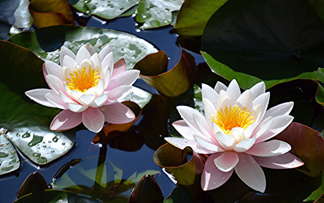 Pink water lilies pond leaves #5 free wallpaper for desktop - medium preview image