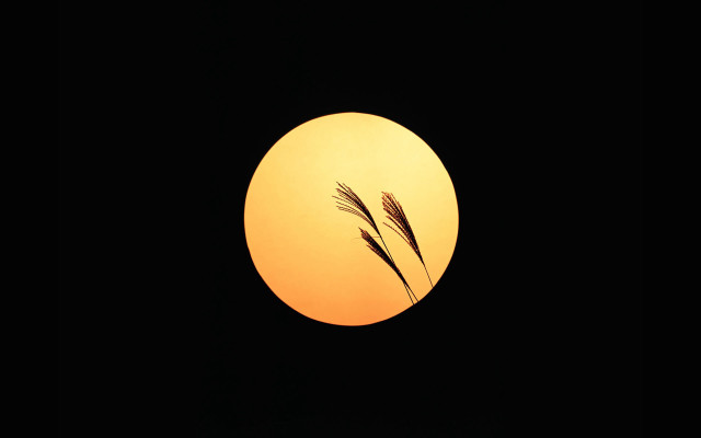 Sunset plant silhouette black background free wallpaper for desktop - medium preview image