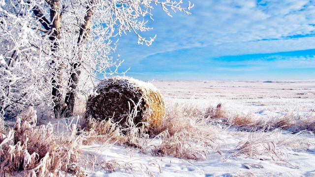 Snowy field tree hay bale free wallpaper for desktop - medium preview image